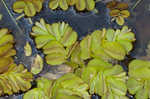 Kariba-weed <BR>Giant salvinia